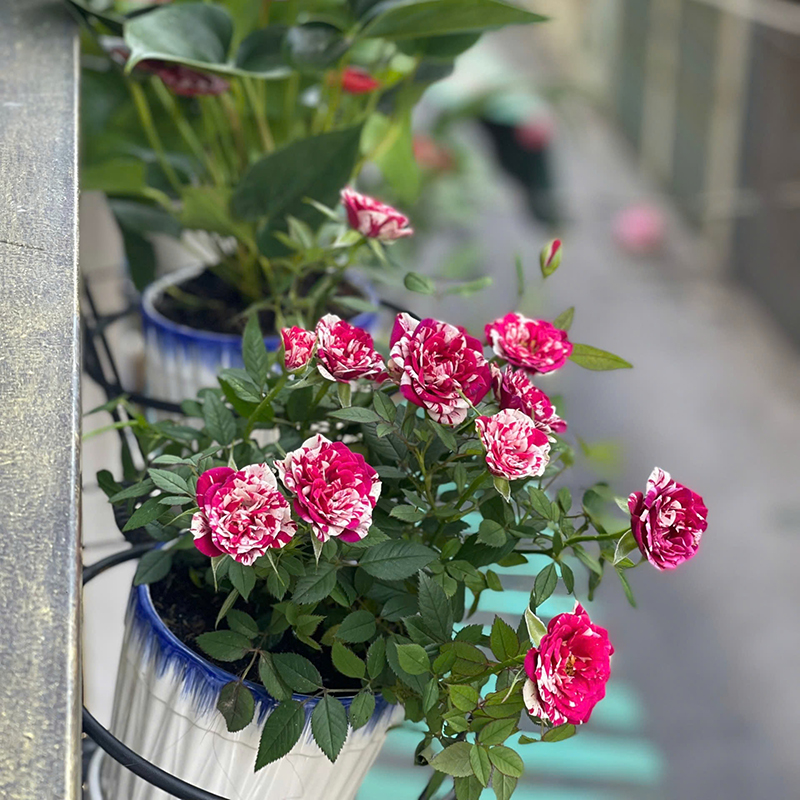 26016_z6238536273007-60ba39d5c3a84becbfedc3c830e433fe_20250120162342-2.jpg Giỏ Sắt Tròn Treo Hoa Ban Công 18x18cm - GTH01